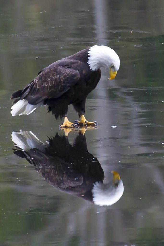 Reflected Glory, Eagle